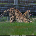 Cheetah Stretch (Remastered in Wildlife Album)