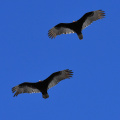 Turkey Vultures