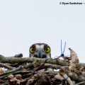 Osprey Spying