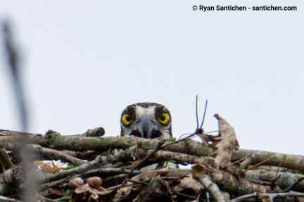 Osprey Spying