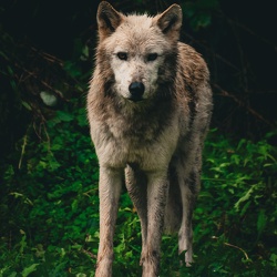 Wolf Sanctuary of PA (Lititz)